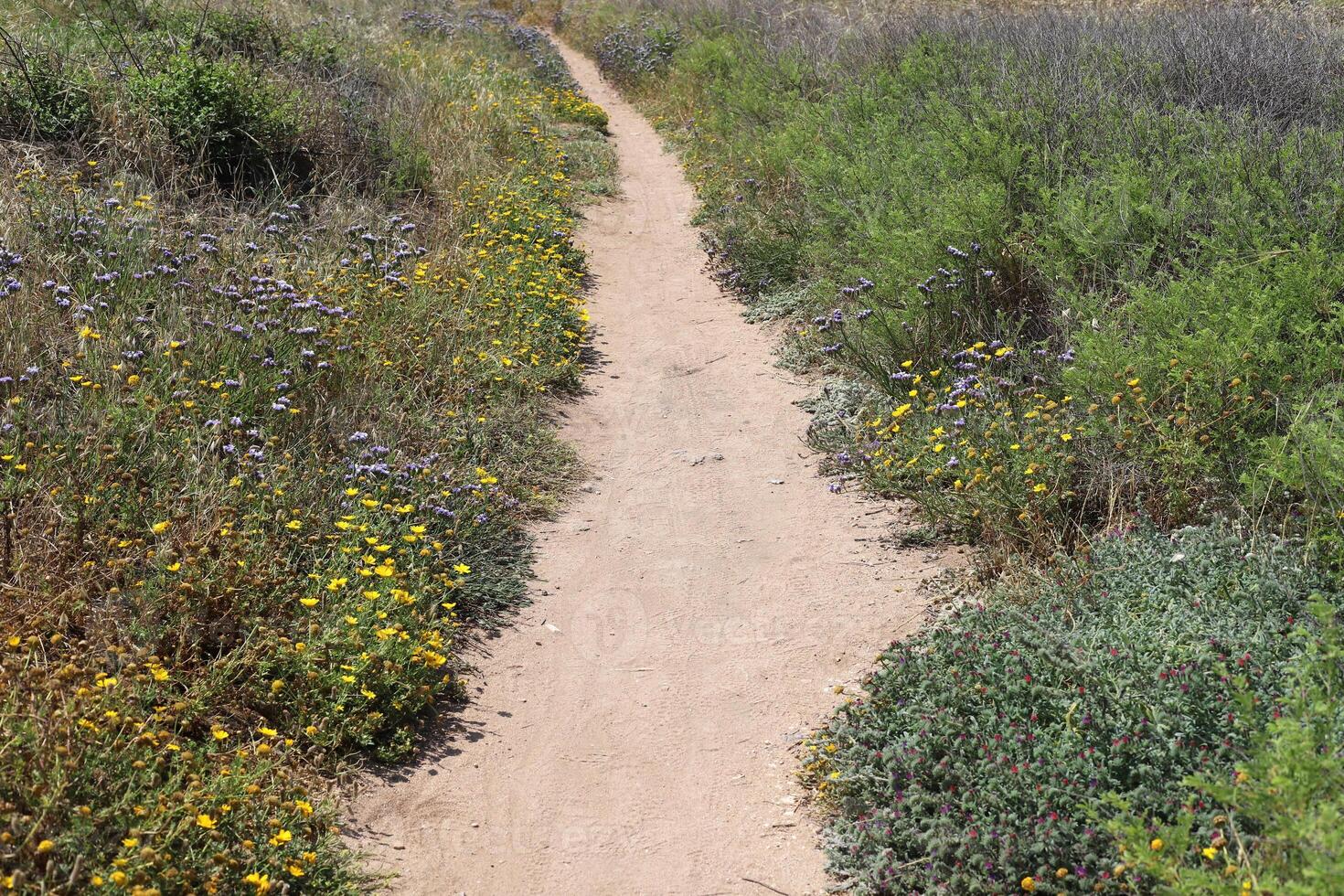 Pedestrian path in the city park. photo