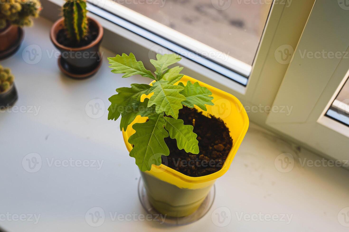 Small oak sapling growing in yellow pot on windowsill photo