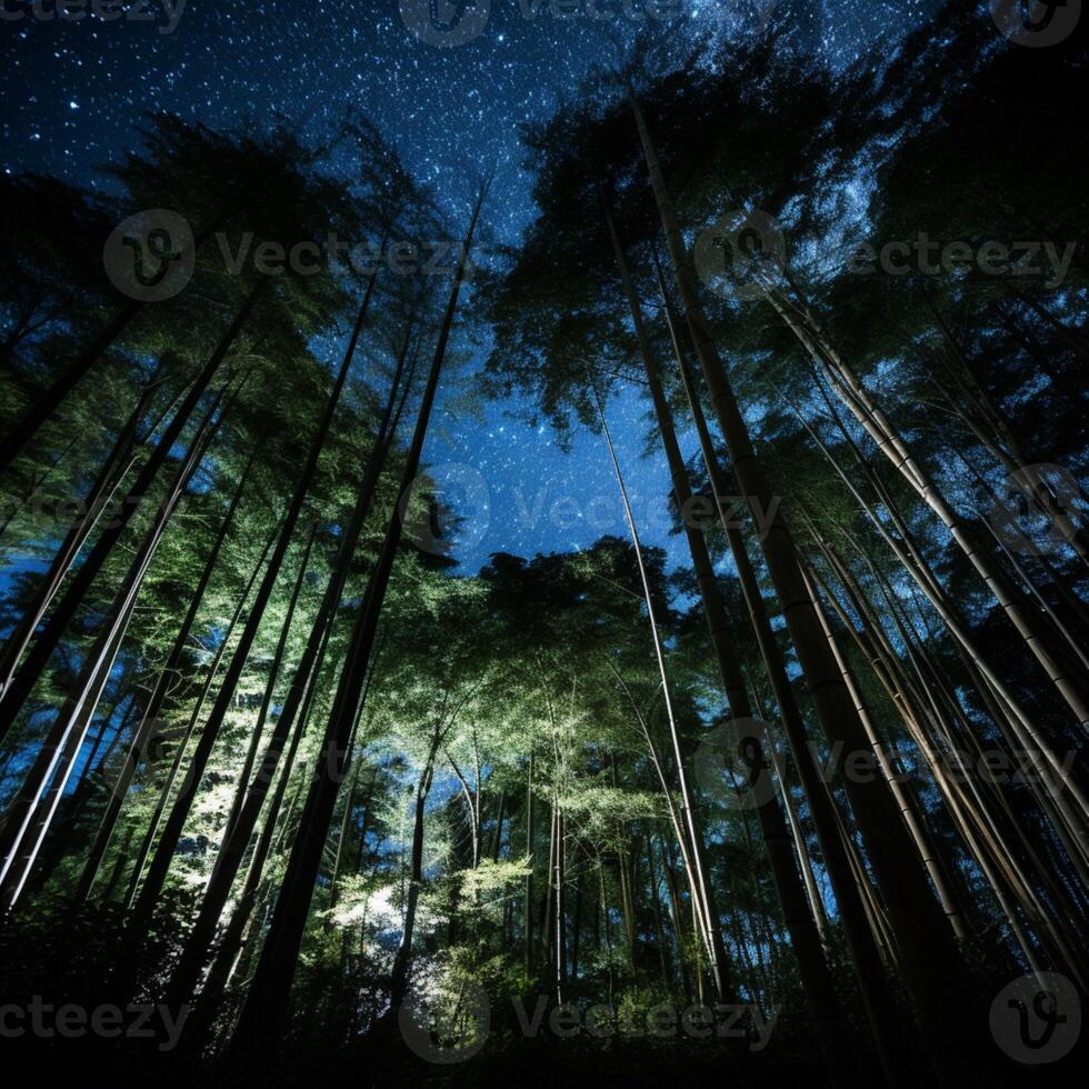 Starry Night Sky Above Tall Forest Trees photo