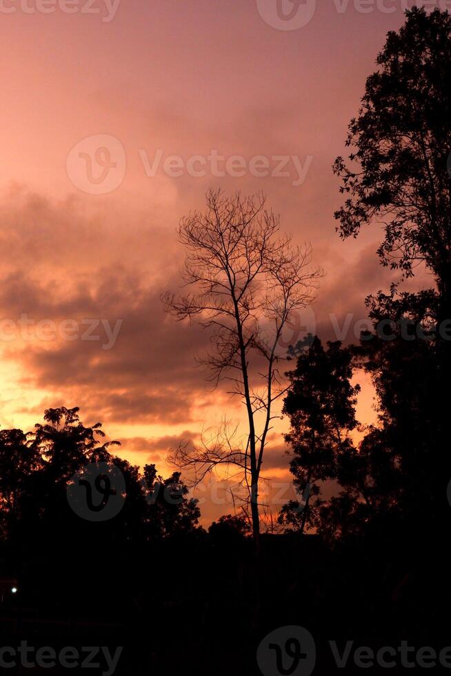 A Silhouetted Tree Against a Vibrant Sunset when the weather is cloudy and slightly dark photo