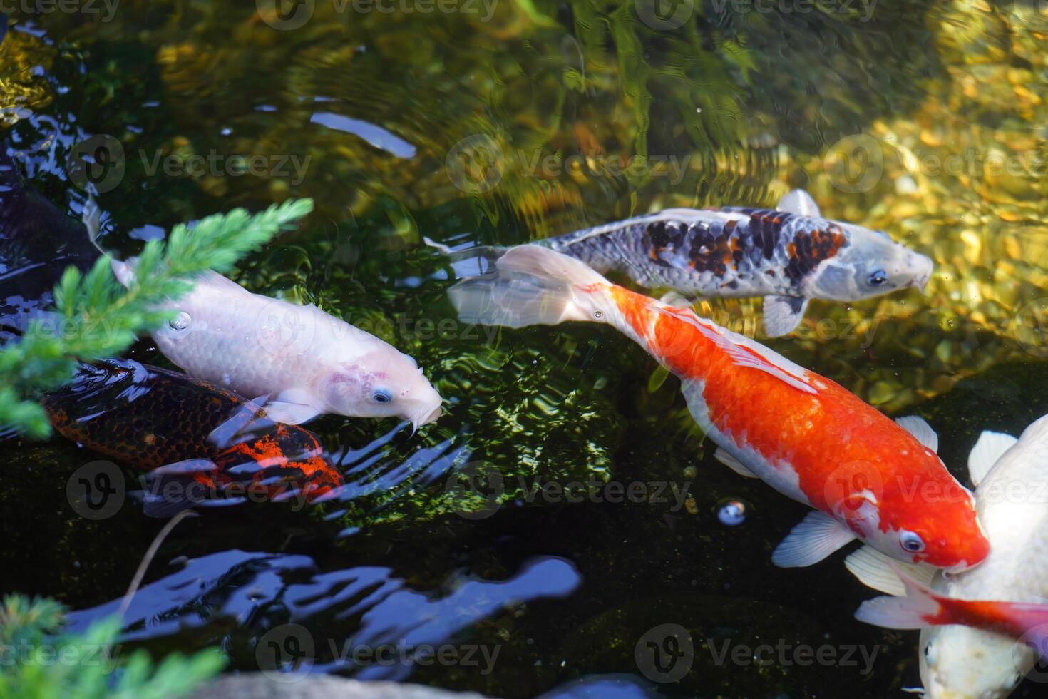Colorful fancy carps or koi fishes swimming in a pond photo