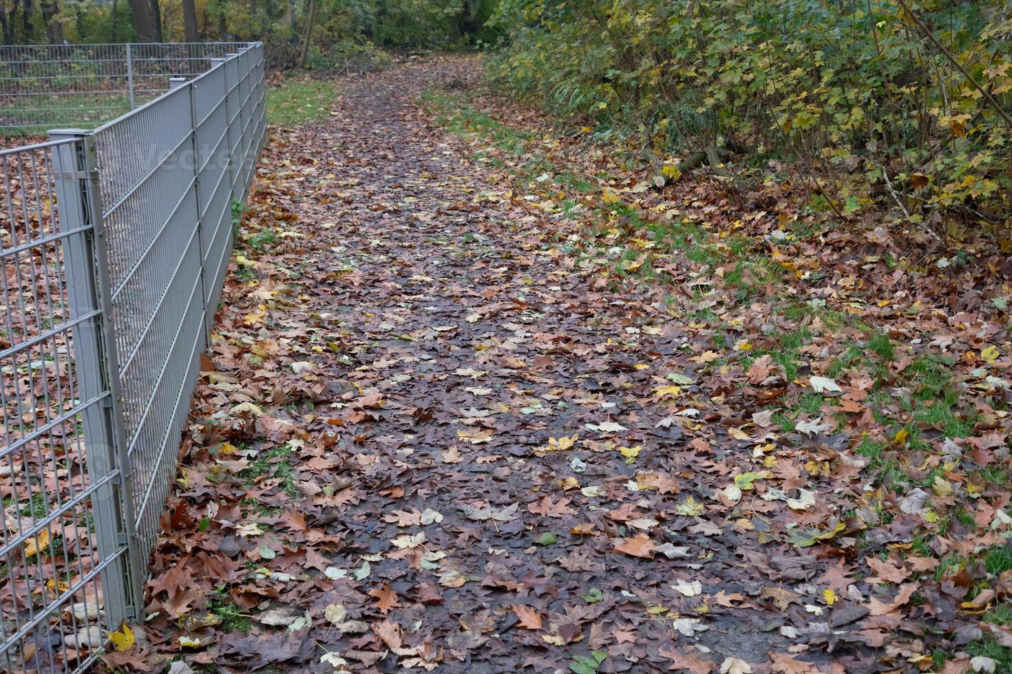 Fallen autumn leaves covering hiking trail next to metal fence in woods photo