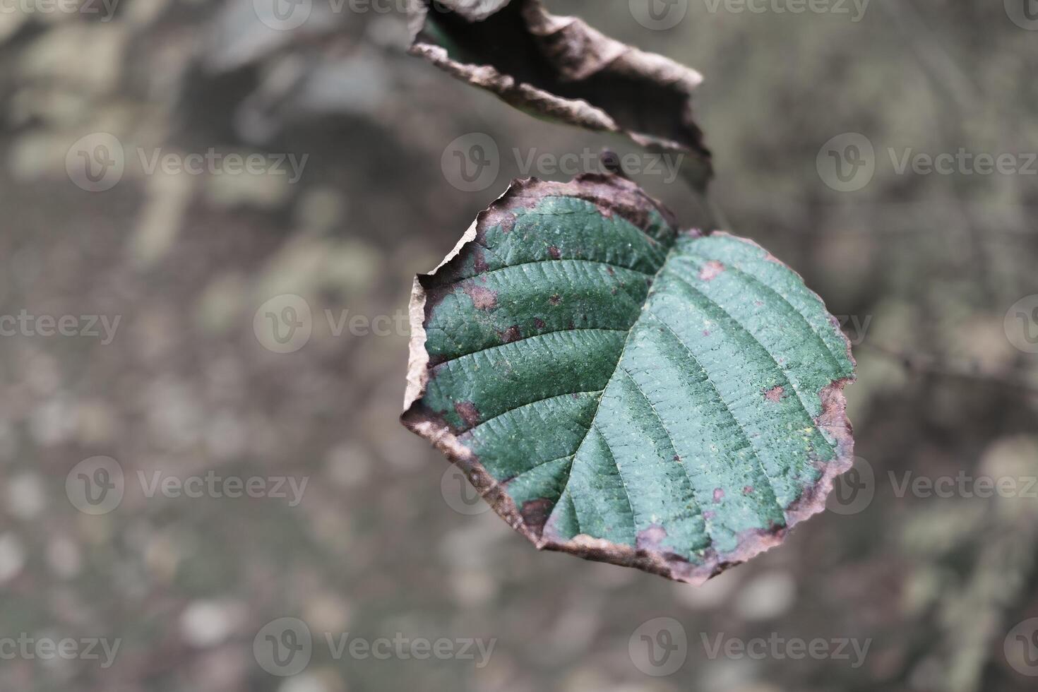Withering green leaf hanging on a branch in autumn photo