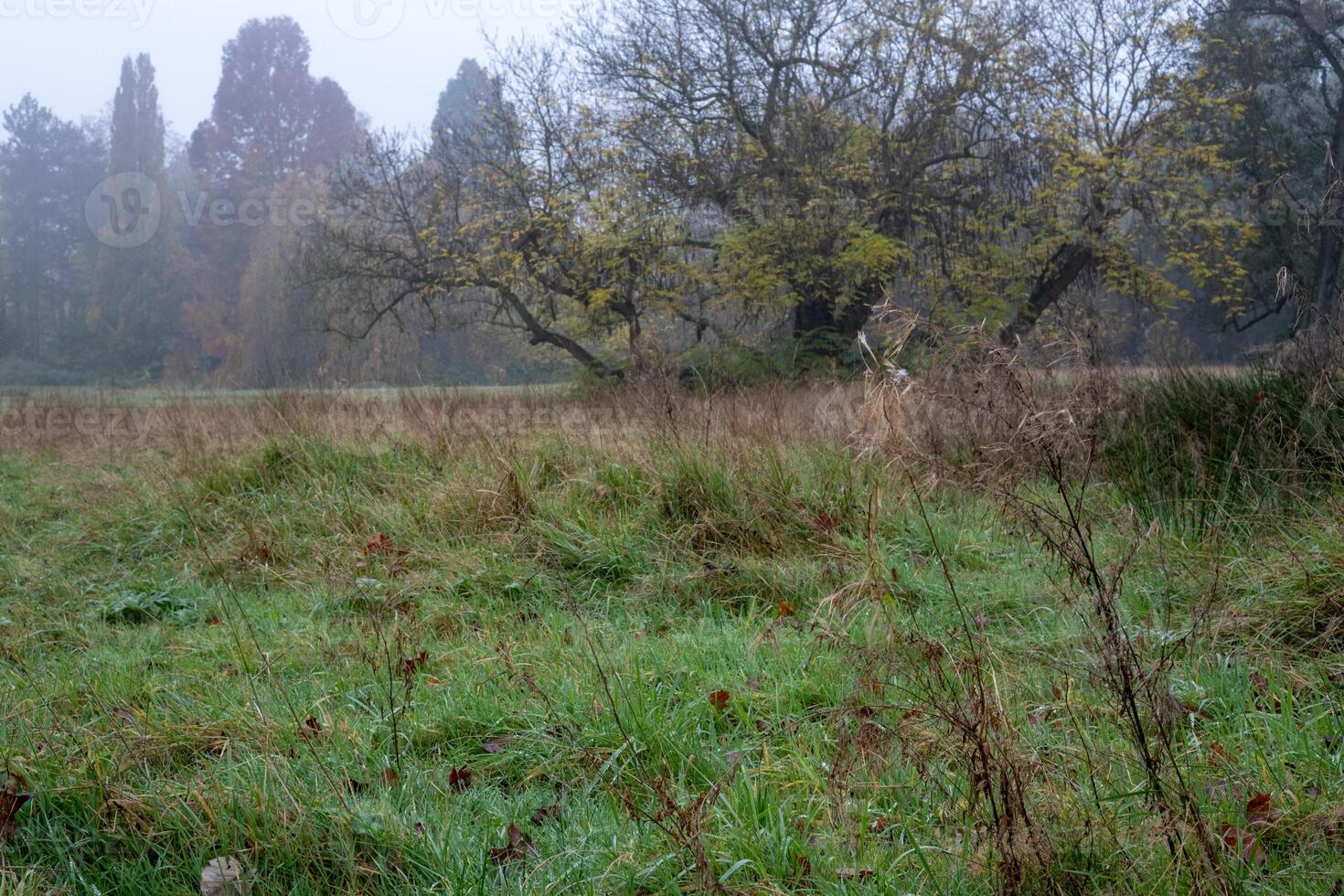 Fog covering meadow and trees in autumn photo
