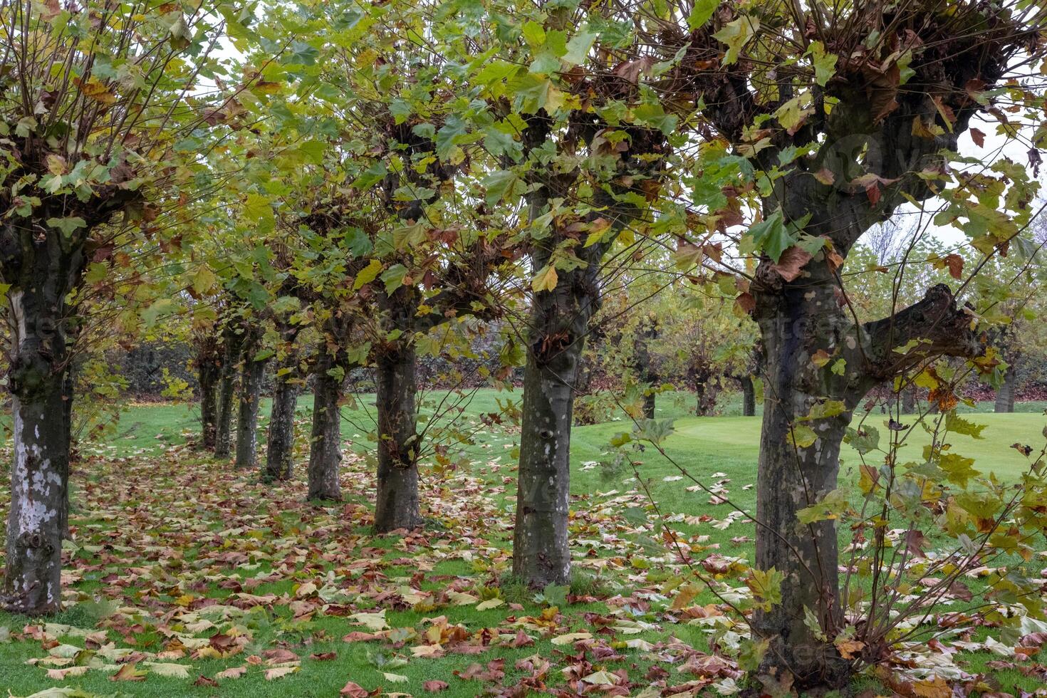Row of pollarded trees changing color in autumn near golf course photo