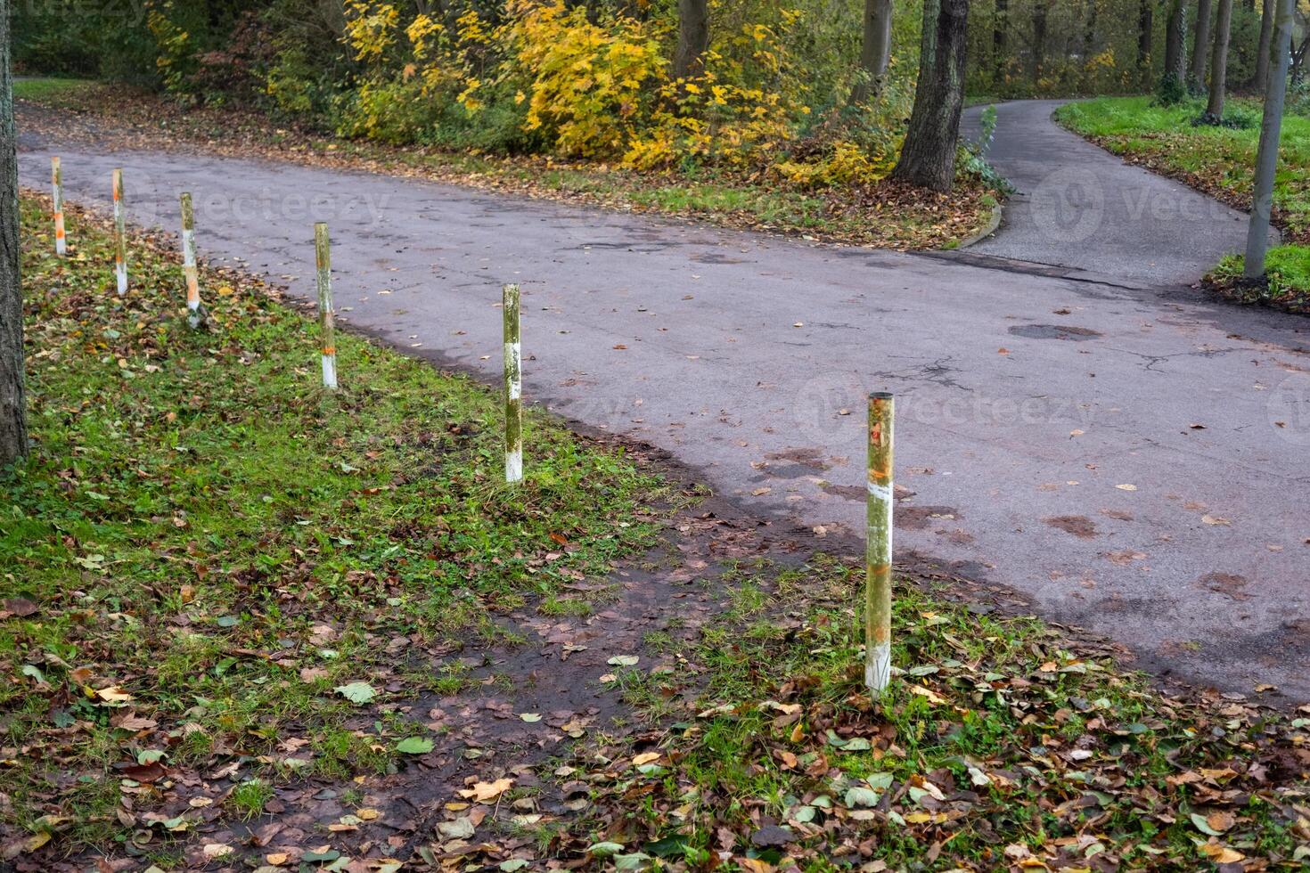 Row of short wooden posts separating road and forest path in autumn photo