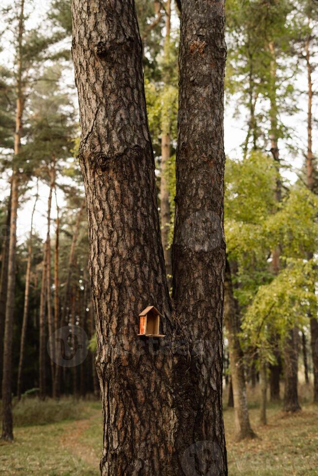 A small birdhouse crafted from wood nestled in the trunk of two tall trees photo
