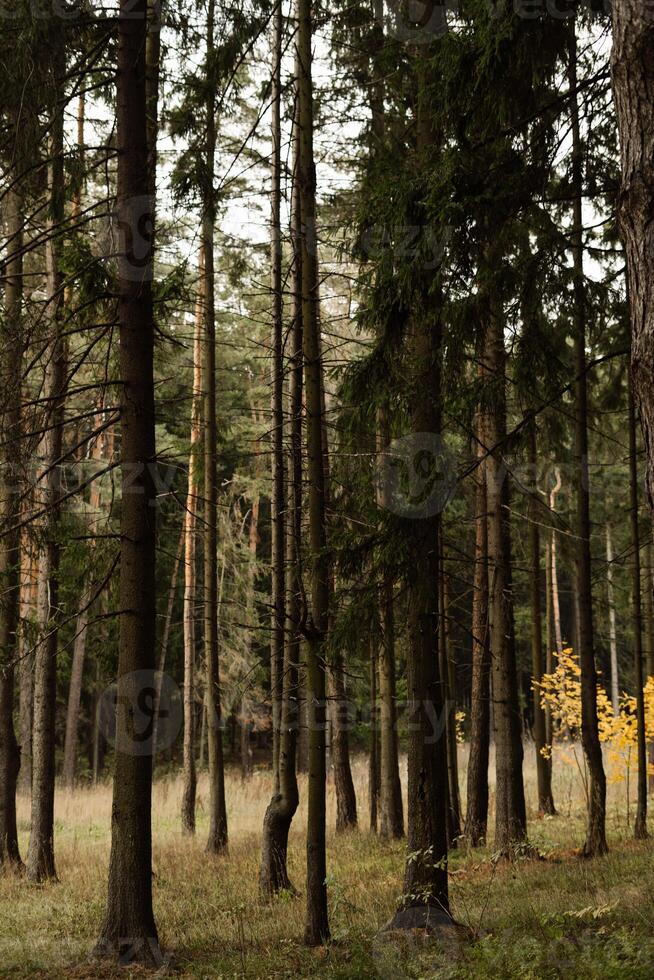A tranquil forest scene with tall trees and autumn foliage in the background photo