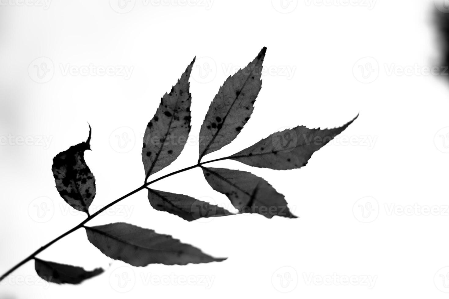 Silhouette of a leaf branch against a bright white background in autumn photo