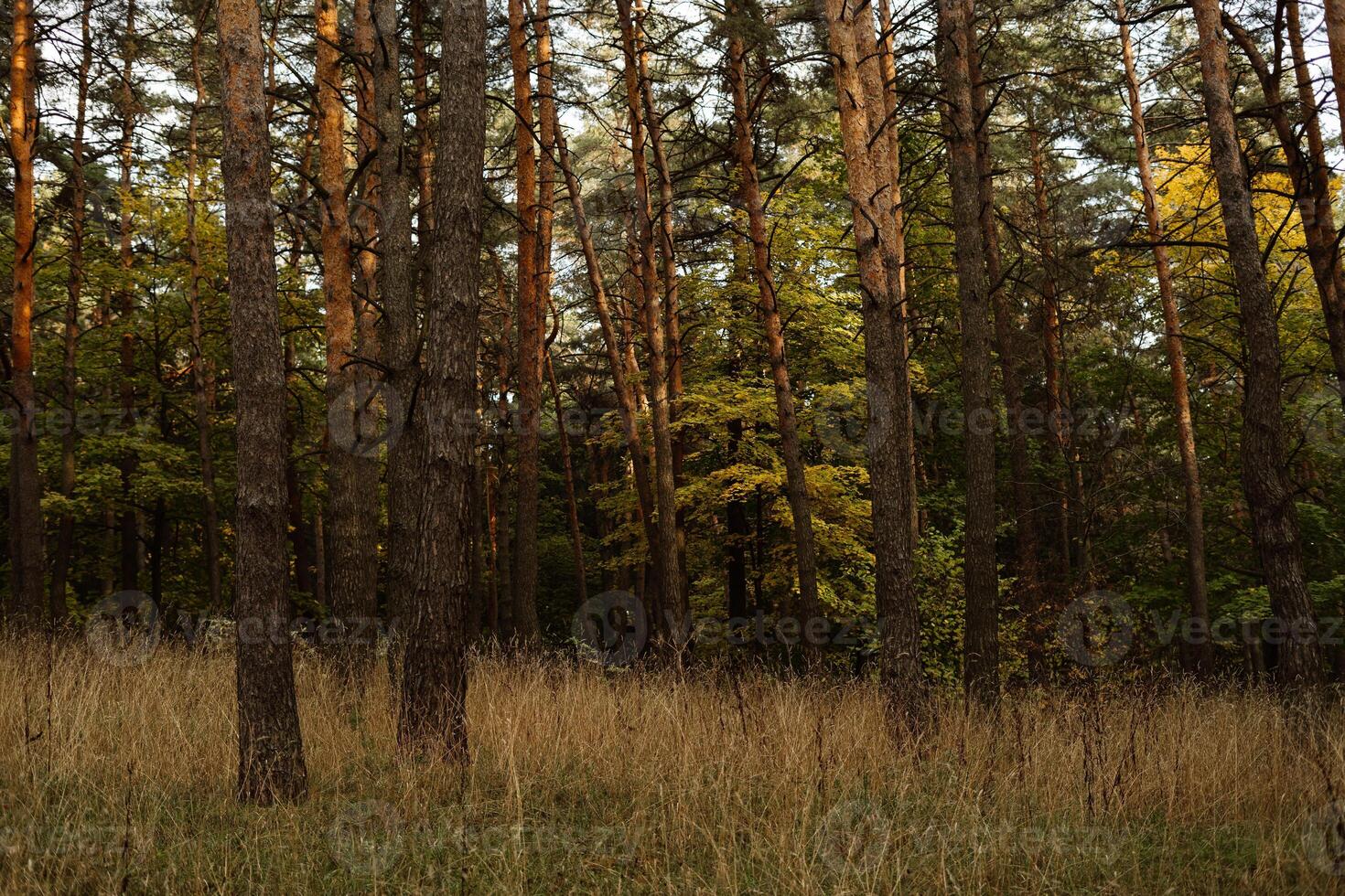 Serene autumn forest with tall trees and golden grass in late afternoon light photo