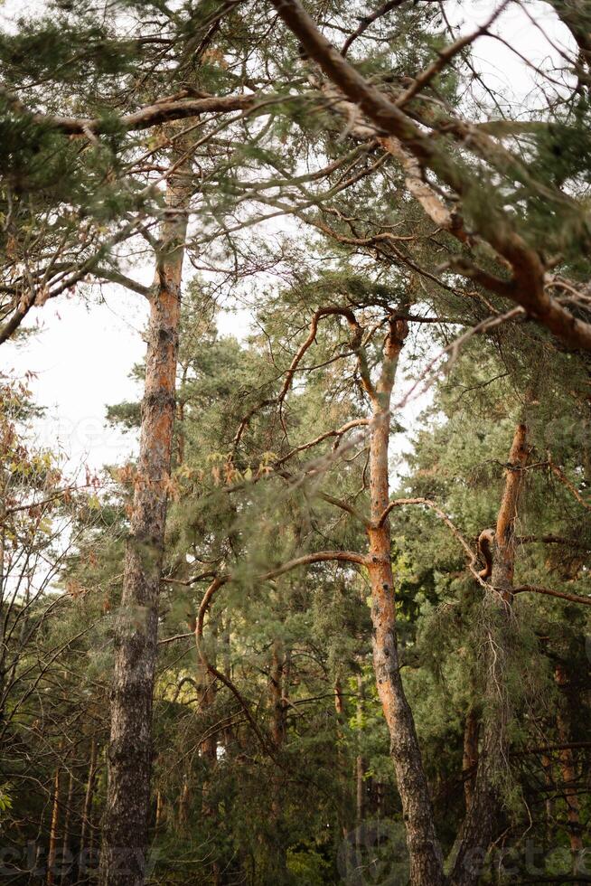 Lush forests featuring tall pine trees under a cloudy sky in autumn photo
