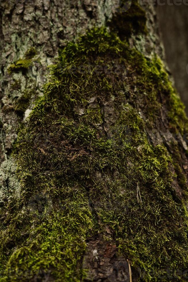 Moss-covered tree bark showing vibrant green life in a forest setting photo
