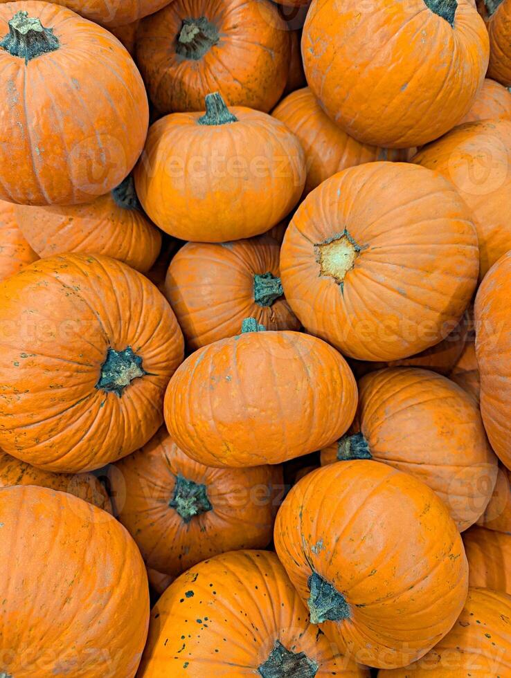 Bright orange pumpkins stacked together at a harvest market during autumn season photo