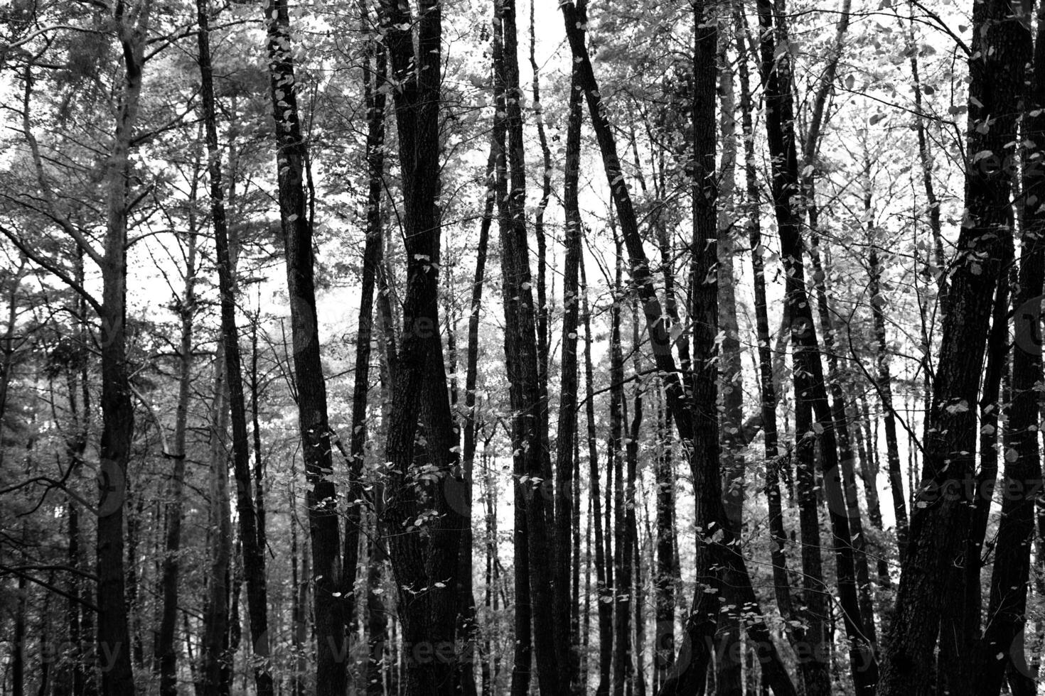 Autumn forest scene in black and white, highlighting nature's beauty photo
