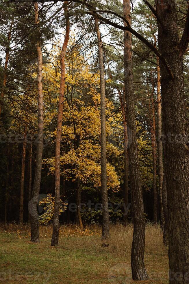 Golden autumn leaves among tall trees in a tranquil forest setting photo