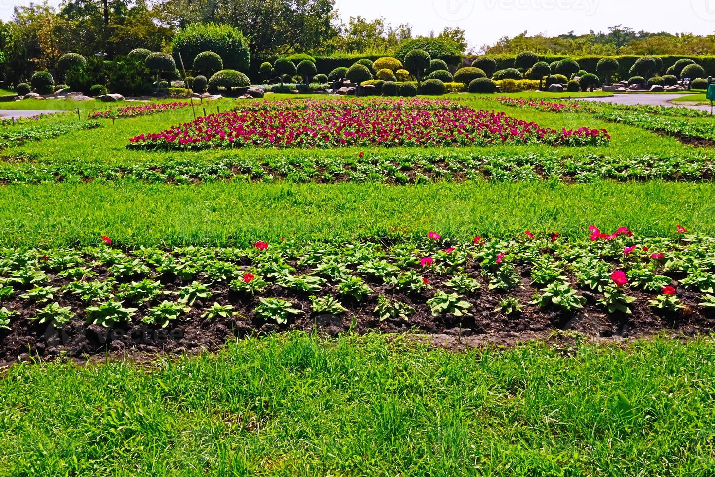 View of a garden with blooming flowers in Bangkok's Thai garden, a public park photo