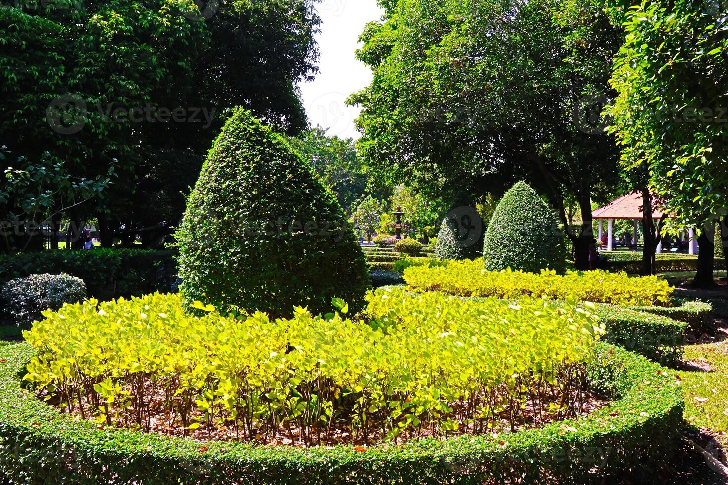 A beautiful short bonsai tree decorated in the Royal Park Rama IX, Bangkok, Thailand. photo