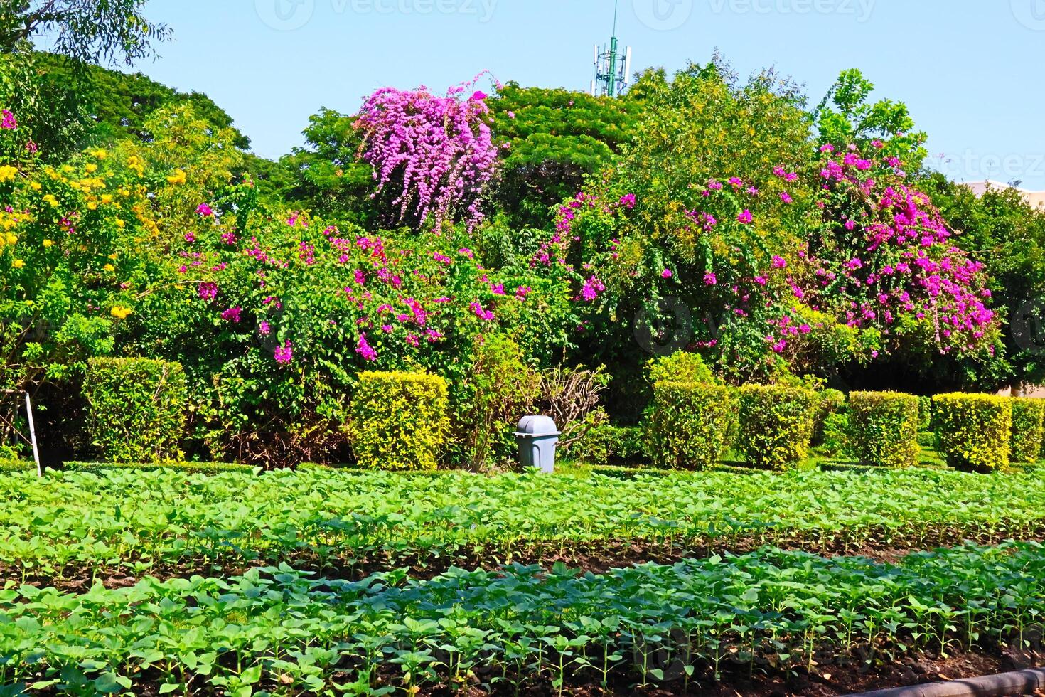 A beautiful short bonsai tree decorated in the Royal Park Rama IX, Bangkok, Thailand. photo
