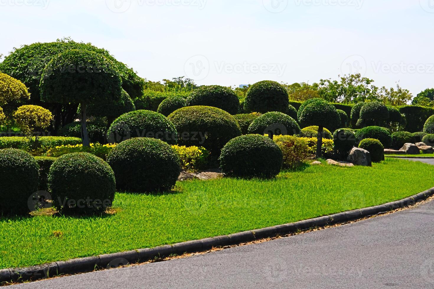 A beautiful short bonsai tree decorated in the Royal Park Rama IX, Bangkok, Thailand. photo