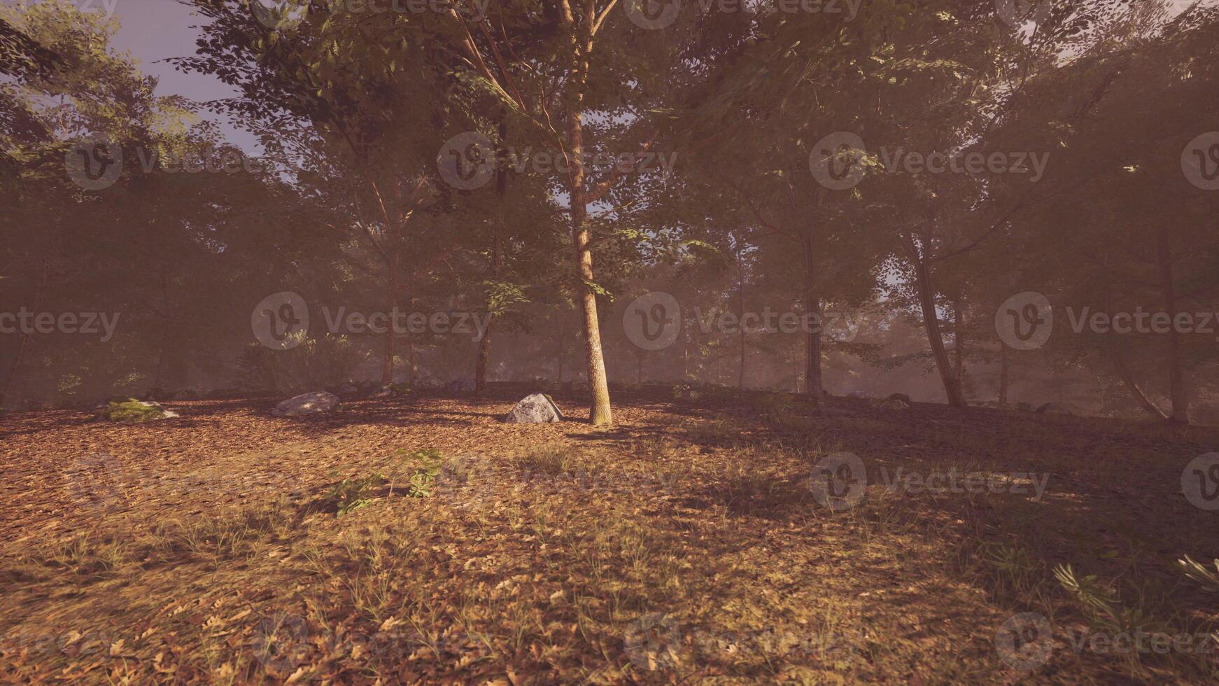 Serene forest landscape with sunlight filtering through trees at dawn photo