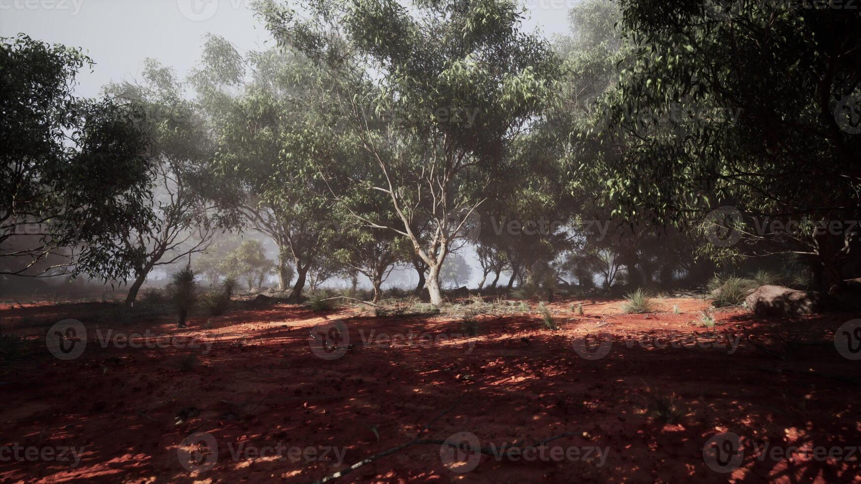 A Mystical Gathering of Eucalyptus Trees Enchants a Vast Field photo
