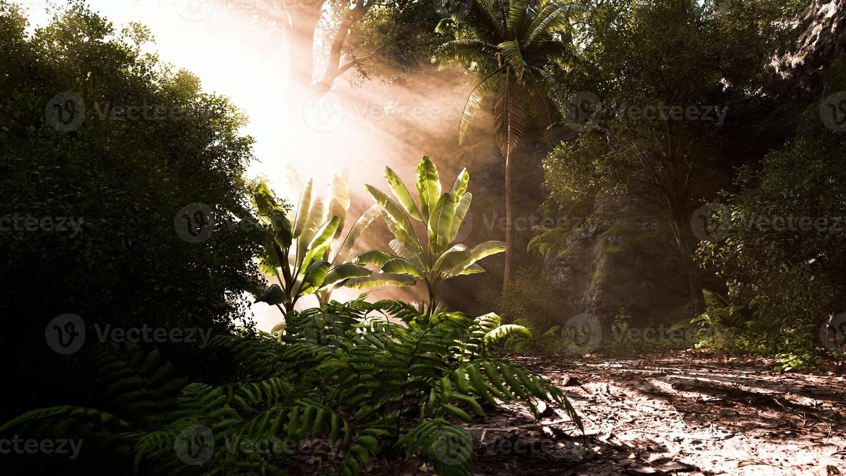 Sunlight filtering through trees in a lush tropical rainforest during daytime photo