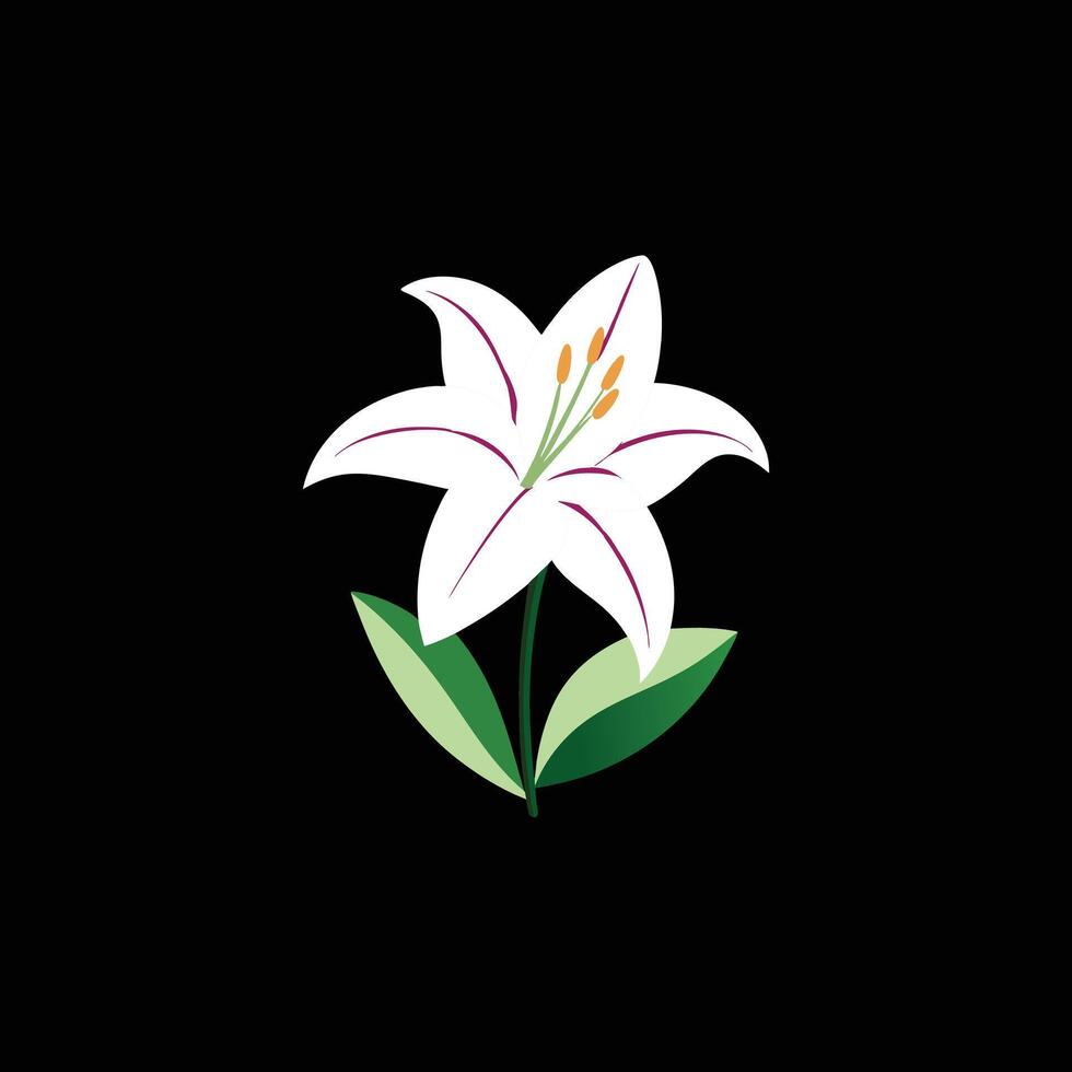 Lily flower on a black background vector