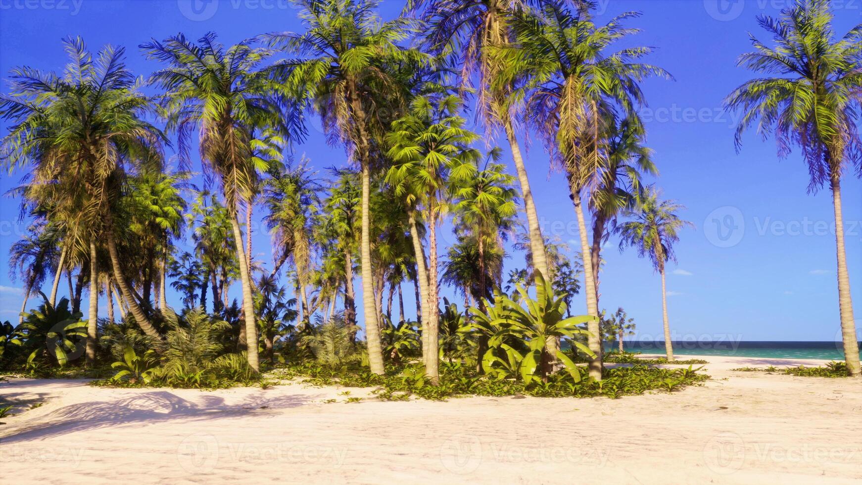 A tropical beach with palm trees and turquoise waters photo