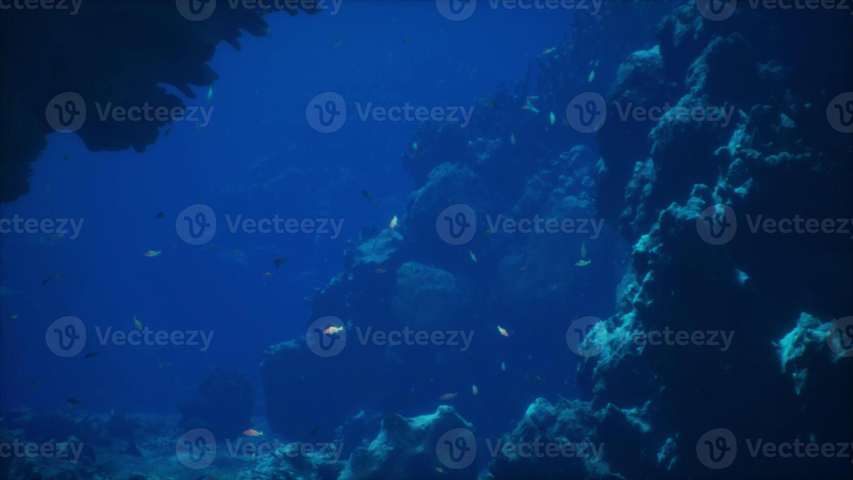 A large group of fish swimming in the ocean photo