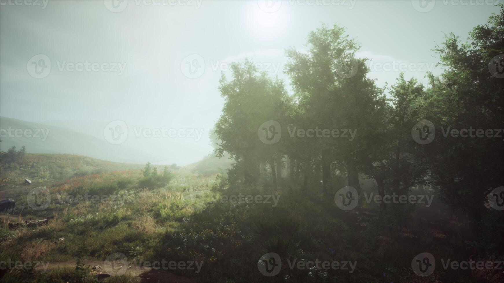 The sun shining through foggy trees photo