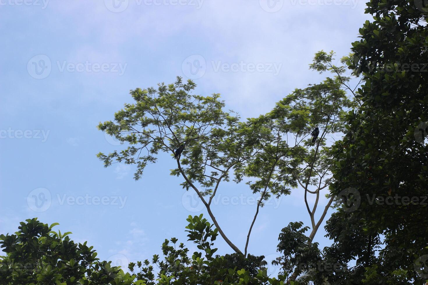 Tree Canopy Silhouetted Against Blue Sky photo