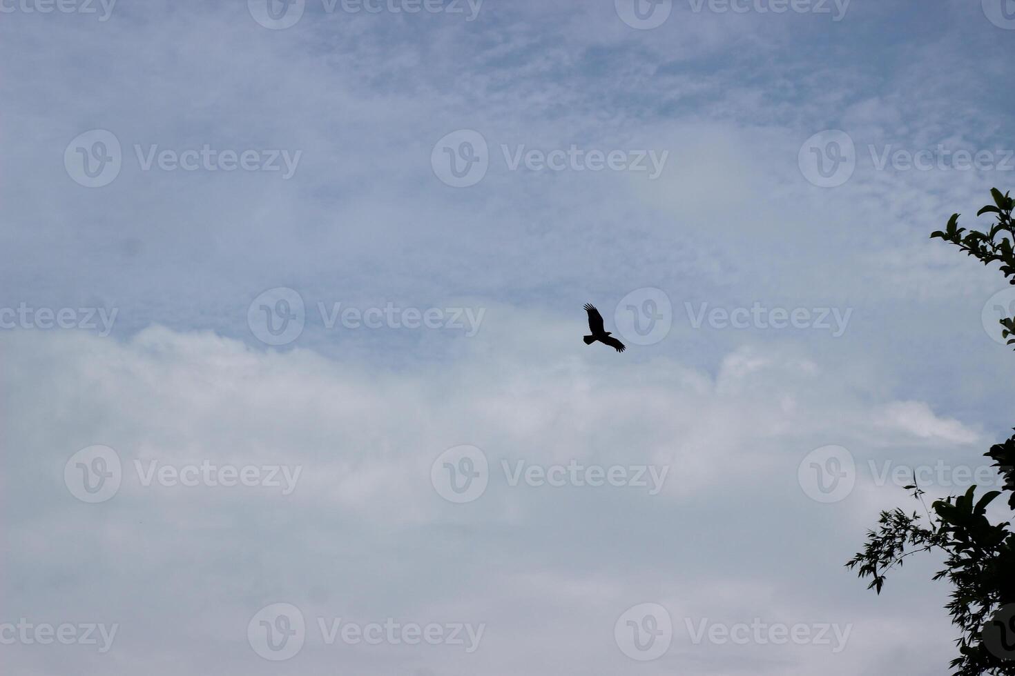 falcon flying in the sky photo
