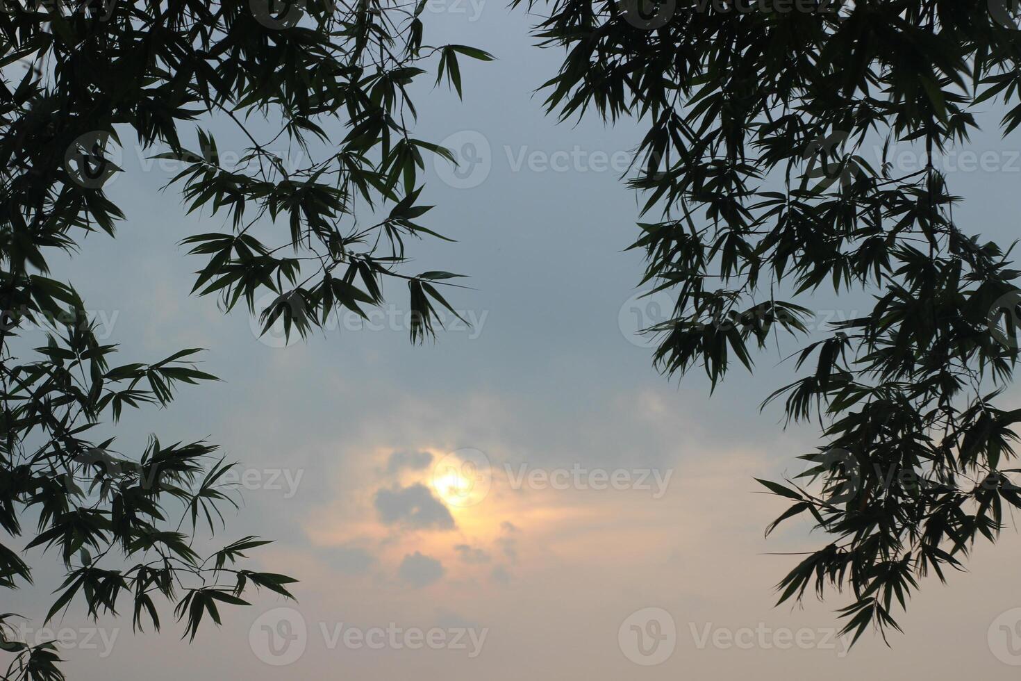 A fresh bamboo leaf, smooth and pointed, with a soft, glossy surface catching the light photo