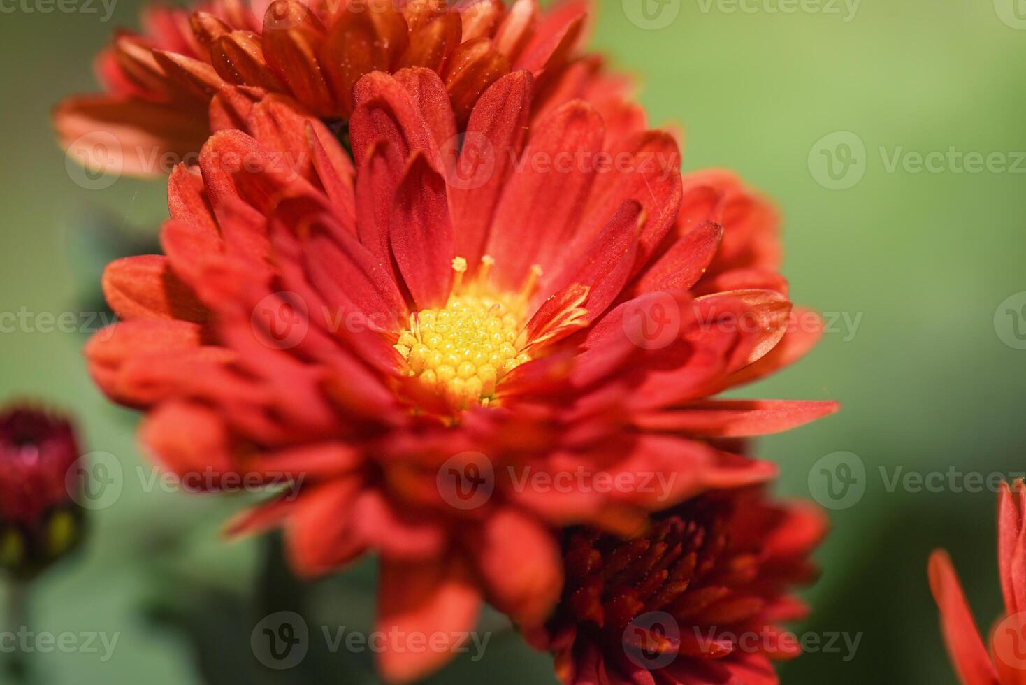 Terracotta chrysanthemum flowers on a green natural blurred background. photo