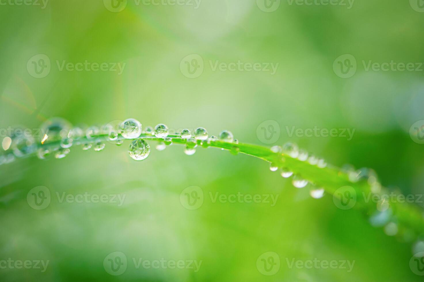 Green grass with water drops thin focus part and green bokeh. photo