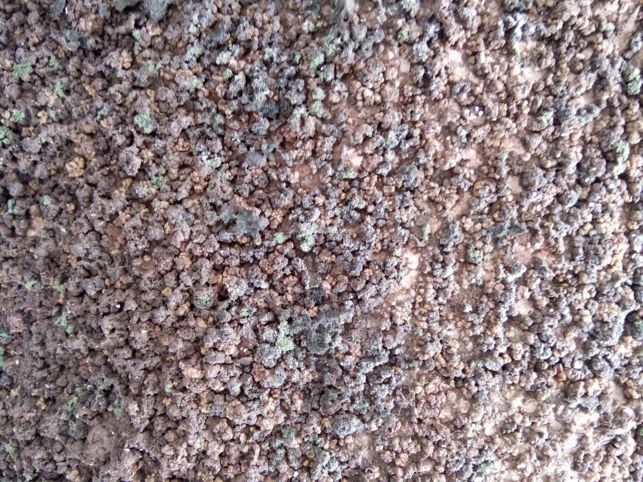 A close up of a tree trunk with moss and dirt photo