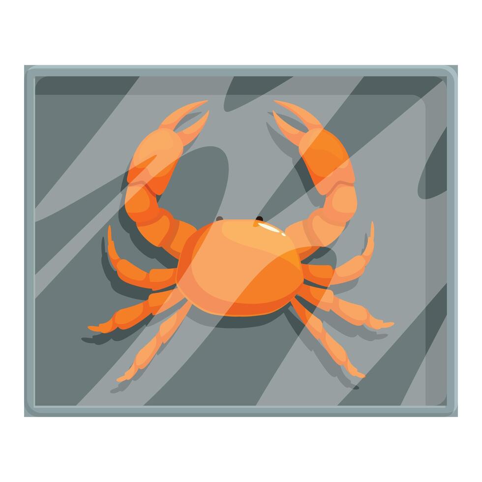 Orange crab preserved in glass case for displaying vector