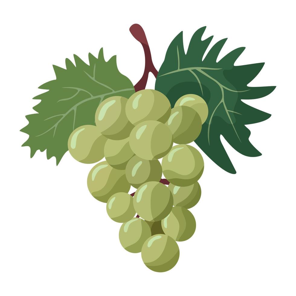 Juicy green grapes hanging from a branch, on isolated white background vector