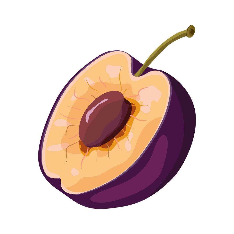 Plum isolated on white background. Bright illustration of half a plum . Sweet, juicy, healthy fruit. illustration vector
