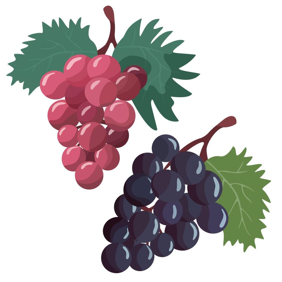 Bunches of grapes. Grapes, illustration isolated on white background vector