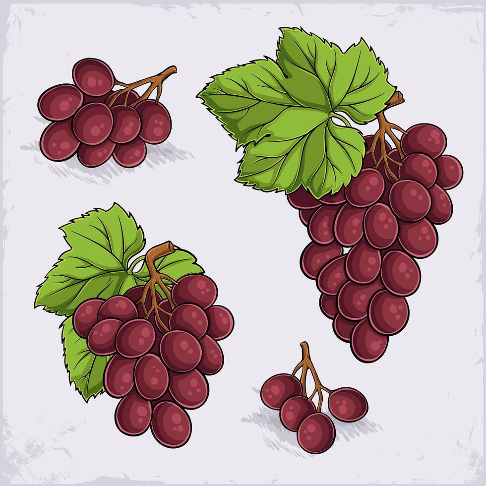 Hand drawn set of sweet red globe, flame seedless, crimson seedless grapes with green leaves vector
