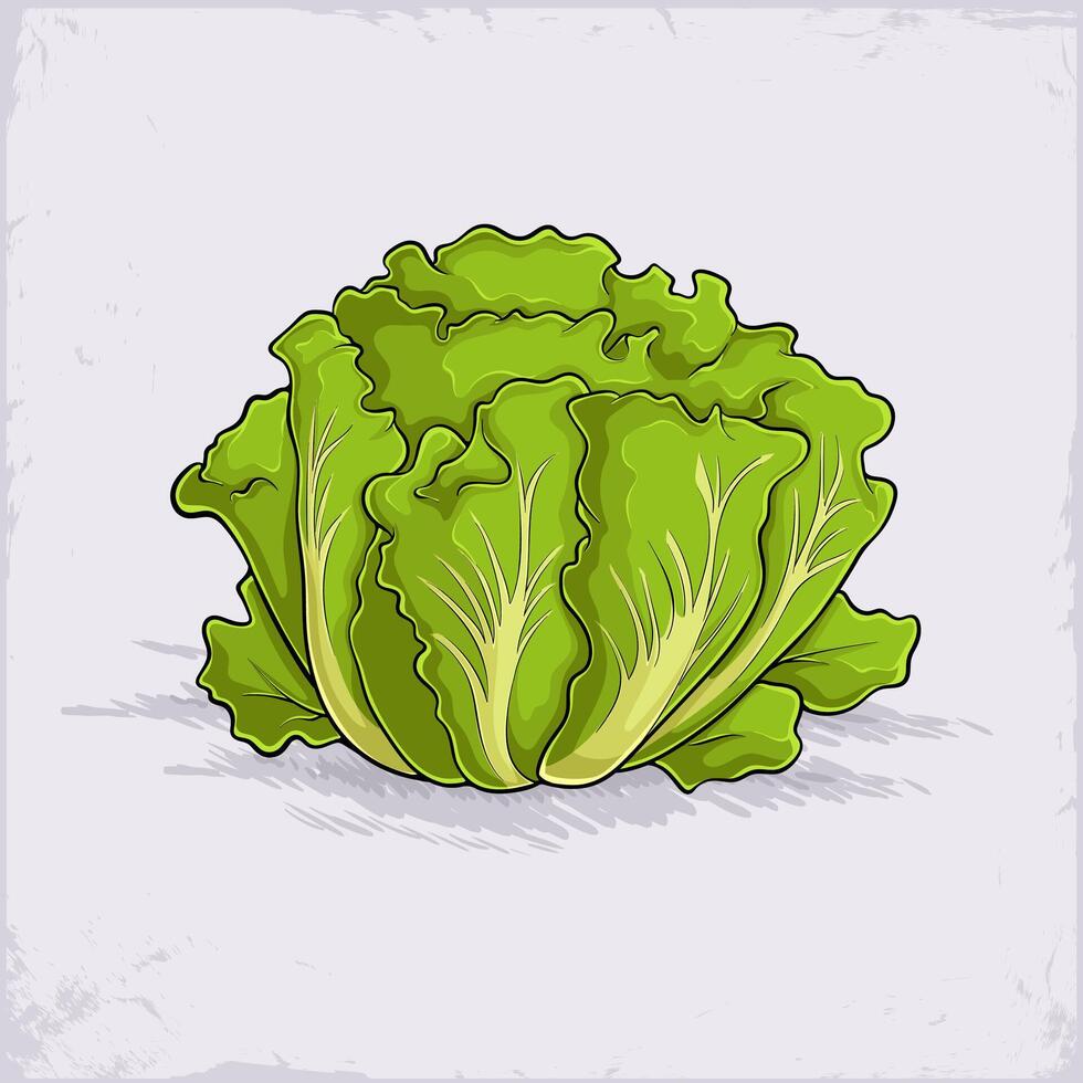 Hand drawn fresh organic healthy green lettuce leaves for good nutrition and better body health vector
