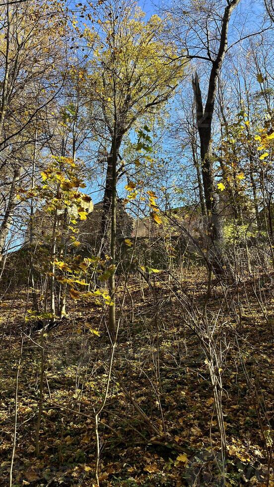 Ruins of a medieval castle overgrown with autumn forest. Grodno Castle, Poland photo