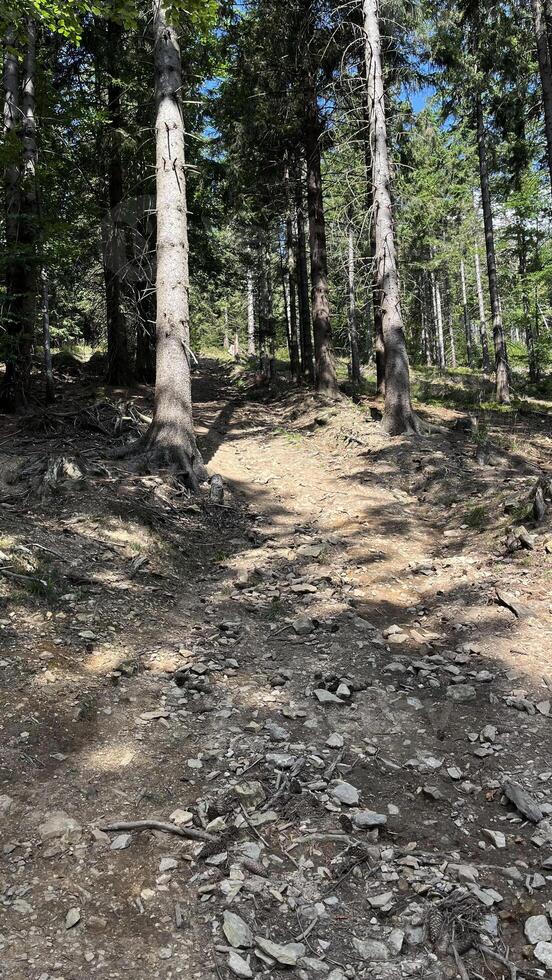 Hiking trail in the mountains of Poland goes through a pine forest. Eastern Sudetes Mountains photo