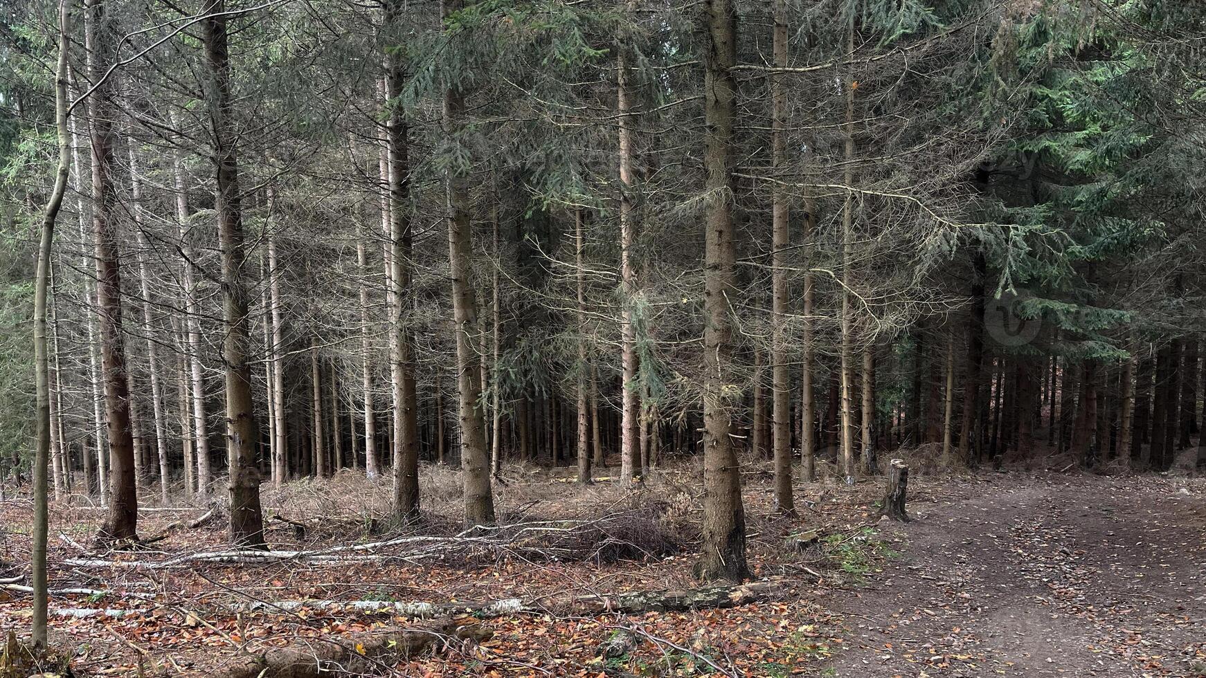 Hiking trail in a mountain autumn forest in Poland. photo