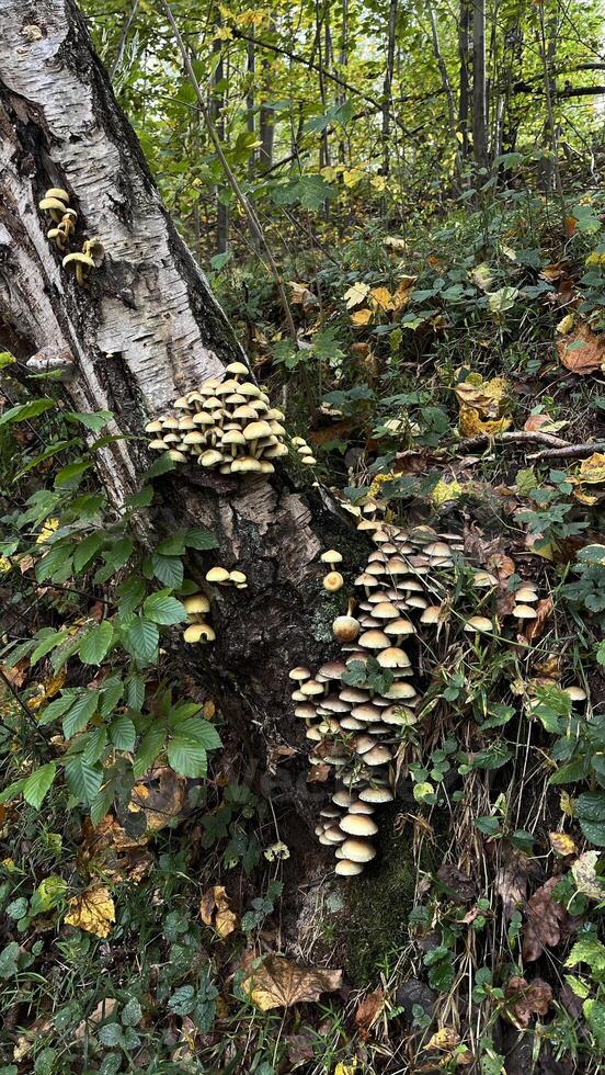 Autumn mushrooms growing on a tree trunk photo