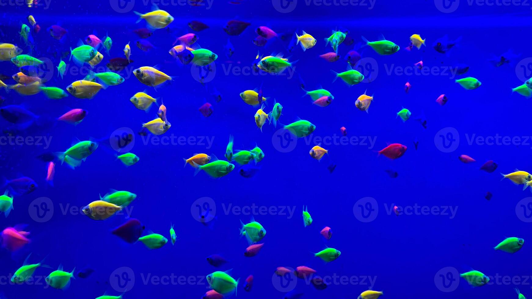 There is colorful fish around the reef in the aquarium. photo