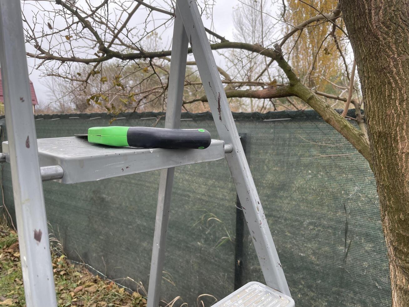 Professional branch trimming of an aged tree photo