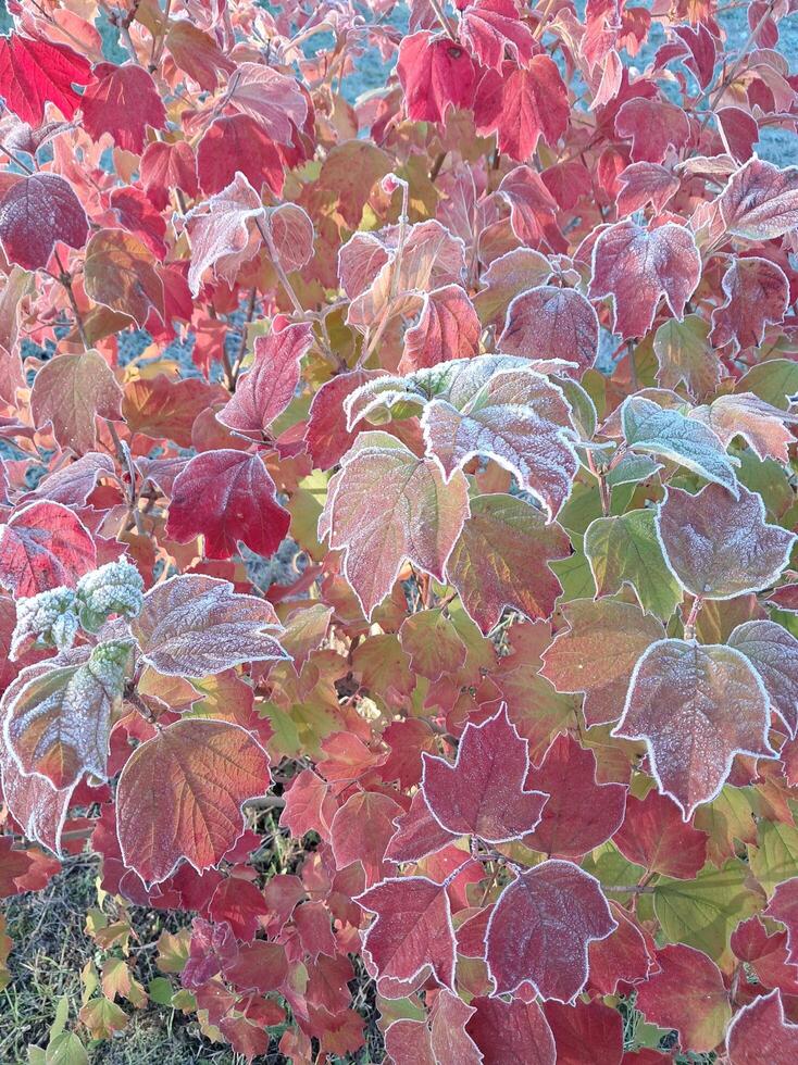 Autumn leaves of a bush covered with frost photo