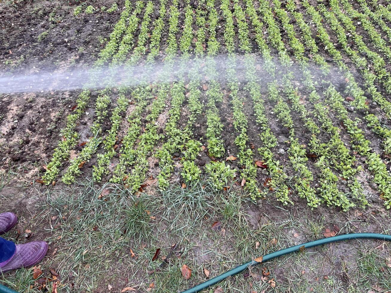 Watering the garden with a hose photo